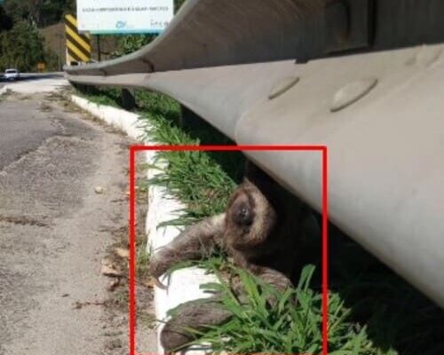 Preguiça é resgatada na RJ 116 pela ONG SOS Vida Silvestre
