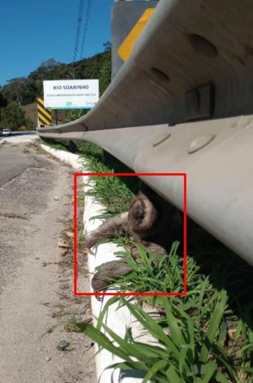 Preguiça é resgatada na RJ 116 pela ONG SOS Vida Silvestre