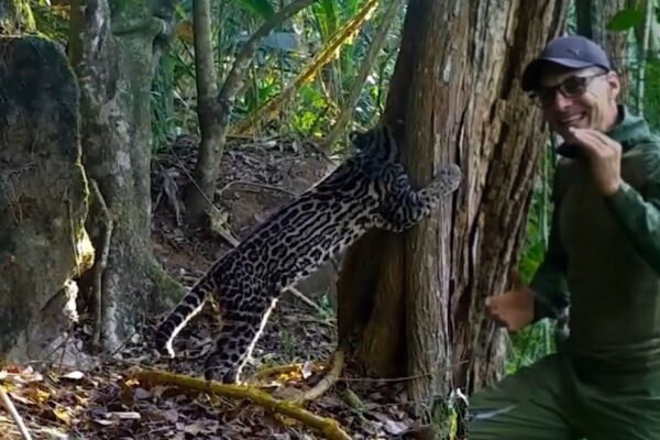 Projeto Aventura Animal registra jaguatirica gigante em mata de Bom Jardim-RJ