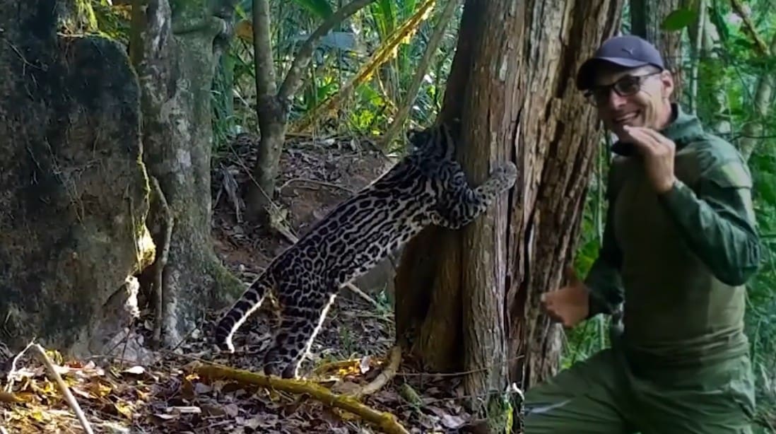 Projeto Aventura Animal registra jaguatirica gigante em mata de Bom Jardim-RJ