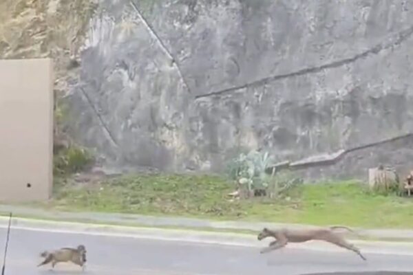 Puma caça gato doméstico em rua de Monterrey e assusta moradores da região
