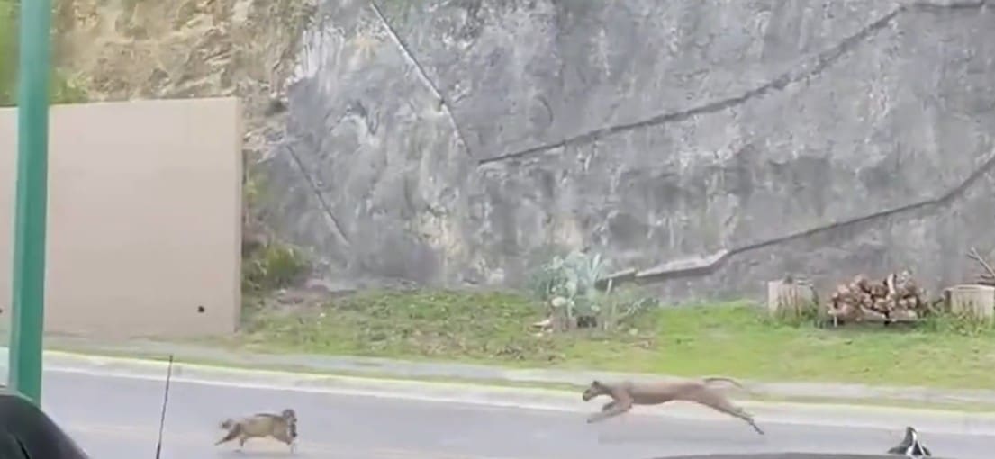 Puma caça gato doméstico em rua de Monterrey e assusta moradores da região