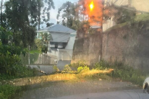 Queda de árvore interrompe trânsito na Avenida Raul Sertã em Nova Friburgo