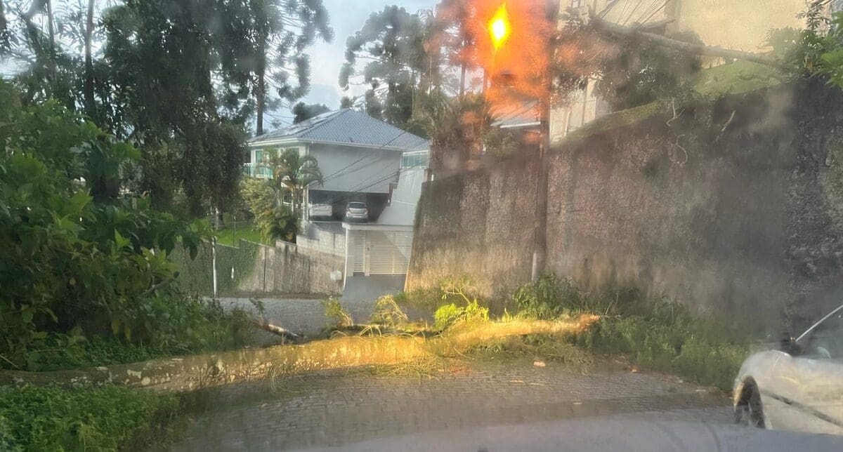 Queda de árvore interrompe trânsito na Avenida Raul Sertã em Nova Friburgo