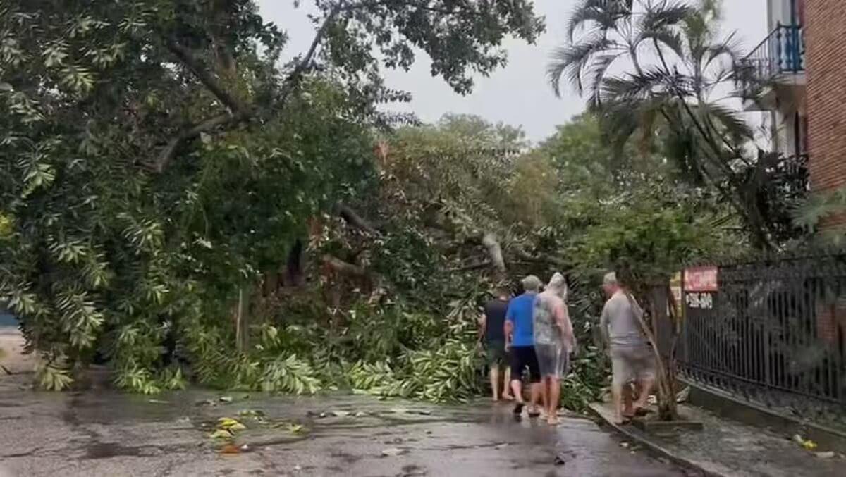Queda de árvore na Ilha do Governador no Rio de Janeiro em frente a uma creche