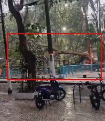 Queda de árvore no Largo dos Leões na Zona Sul do Rio de Janeiro impressionou por conta do vento forte
