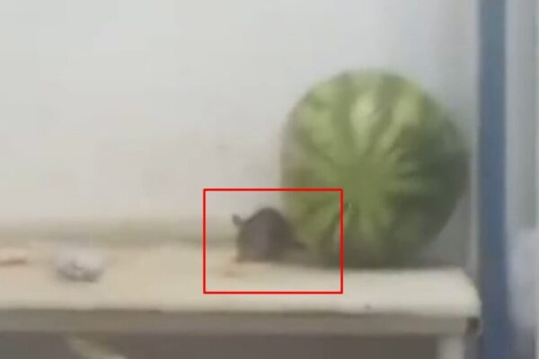 Rato é flagrado em balcão de supermercado de Nova Friburgo e chama atenção
