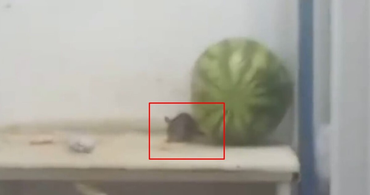 Rato é flagrado em balcão de supermercado de Nova Friburgo e chama atenção