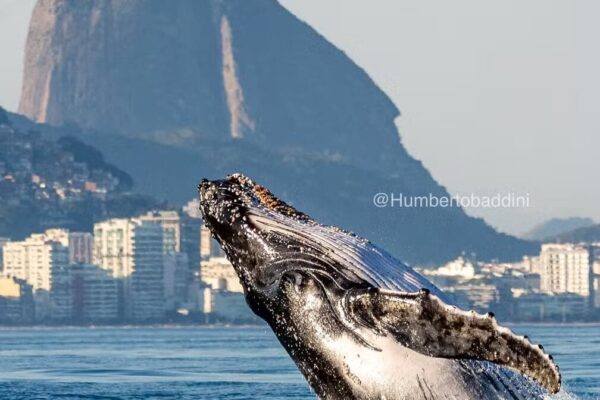 Salto de baleia jubarte em perfeita sincronia com o Pão de Açúcar no Rio de Janeiro - Foto Humberto Badine