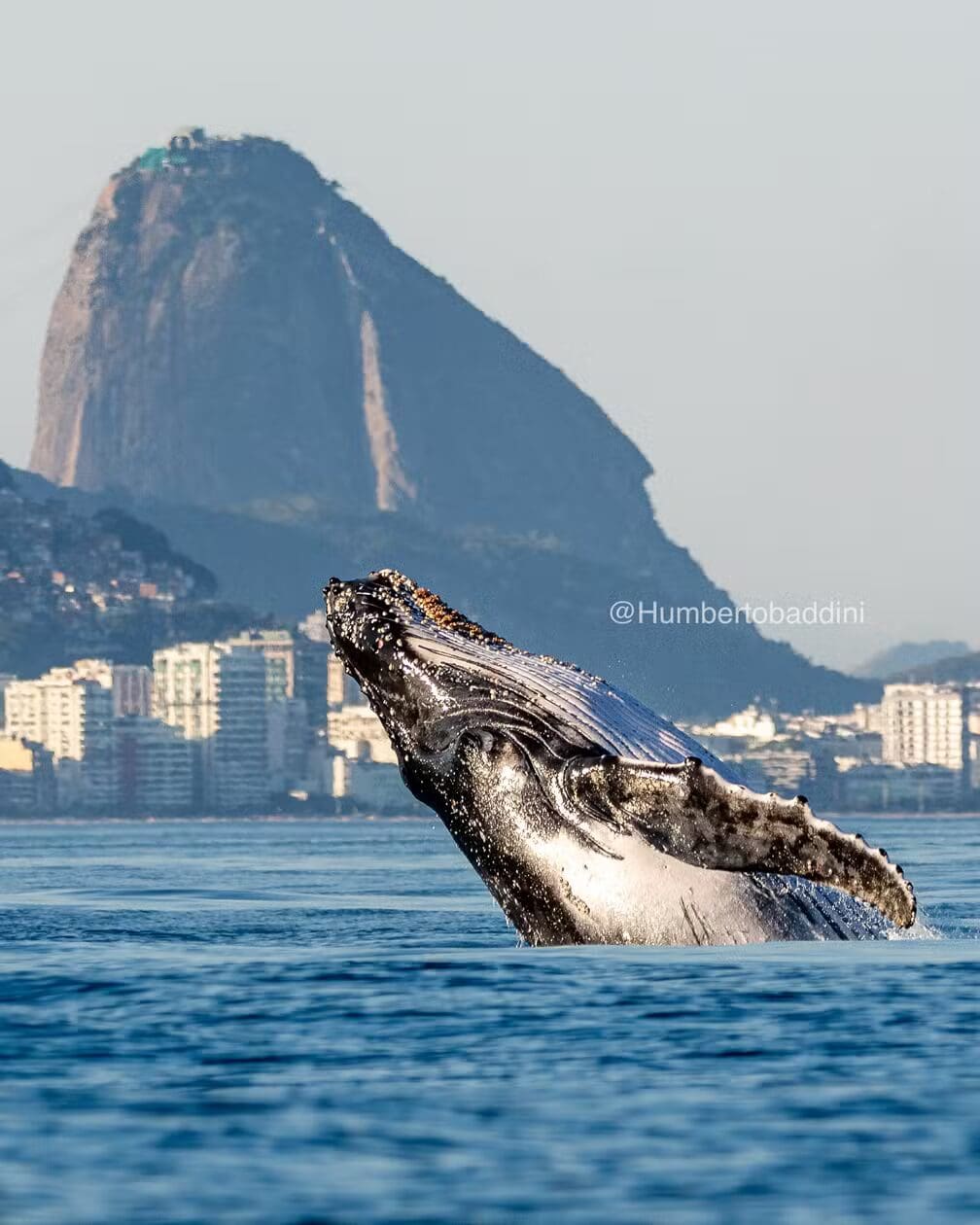 Salto de baleia jubarte em perfeita sincronia com o Pão de Açúcar no Rio de Janeiro - Foto Humberto Badine