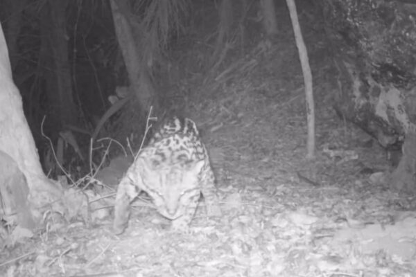Jaguatirica Gigante faz marcações em árvore e comportamento encanta biólogos em Bom Jardim, interior do Rio de Janeiro - Reprodução Aventura Animal