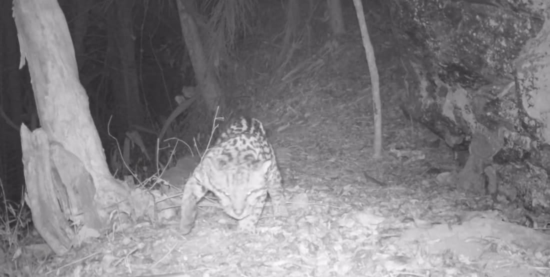 Jaguatirica Gigante faz marcações em árvore e comportamento encanta biólogos em Bom Jardim, interior do Rio de Janeiro - Reprodução Aventura Animal