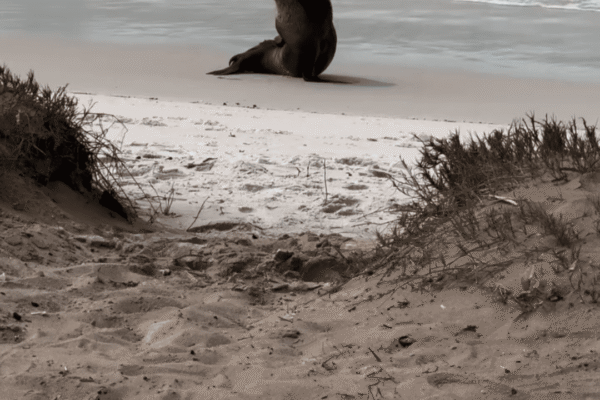Leão Marinho é avistado em praia de Arraial do Cabo e encantado banhistas