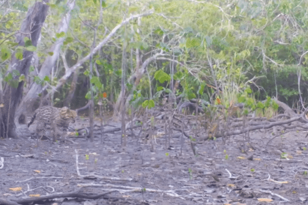 Leopardus Pardalis ou Jaguatirica, é avistado dentro do Parque Estadual dos Três Picos em Nova Friburgo