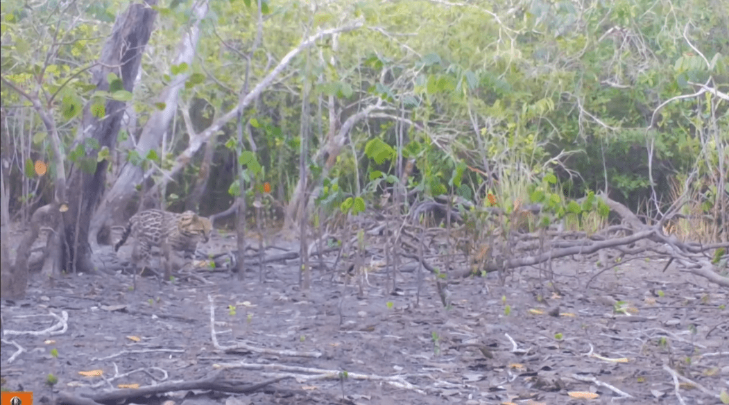 Leopardus Pardalis ou Jaguatirica, é avistado dentro do Parque Estadual dos Três Picos em Nova Friburgo