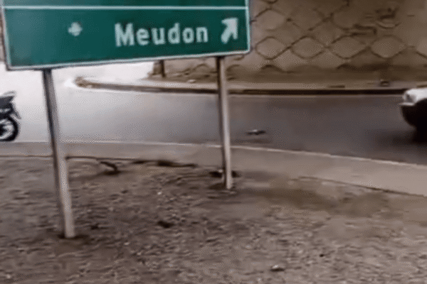 Pombos foram envenenados em Teresópolis e morador fica revoltado