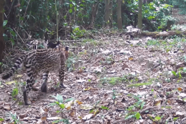Jaguatirica é flagrada em Cachoeiras de Macacu, no interior do Rio de Janeiro