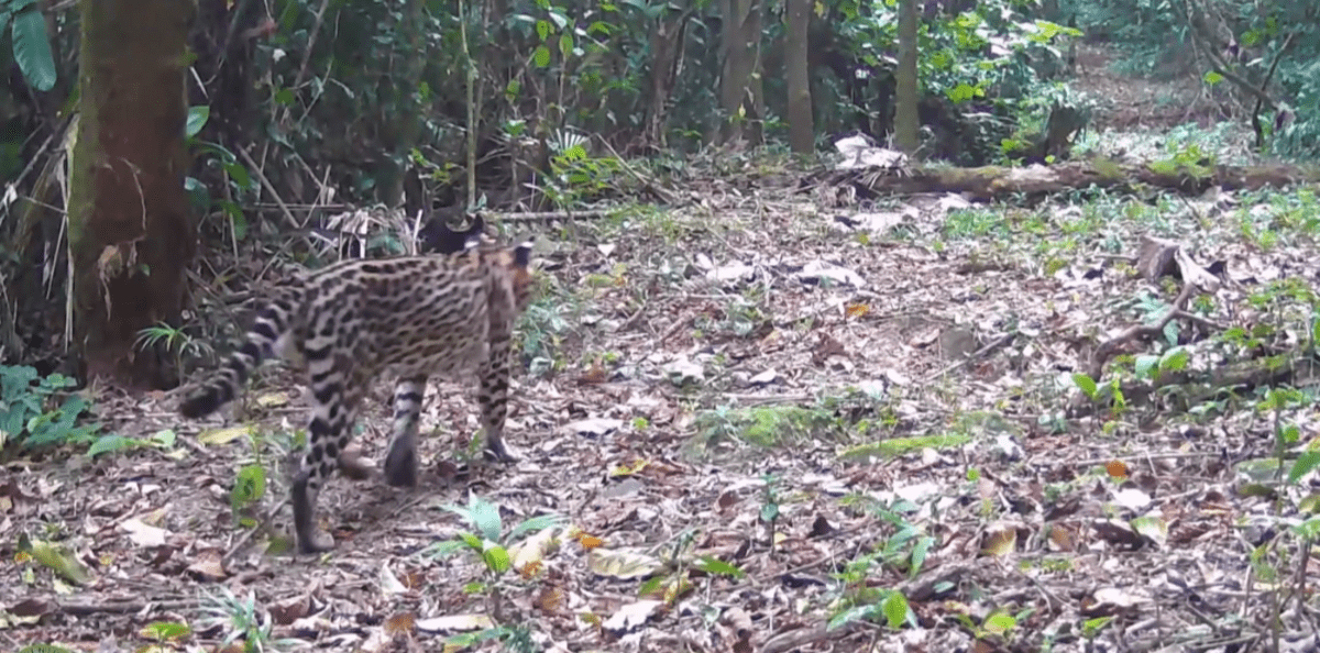 Jaguatirica é flagrada em Cachoeiras de Macacu, no interior do Rio de Janeiro