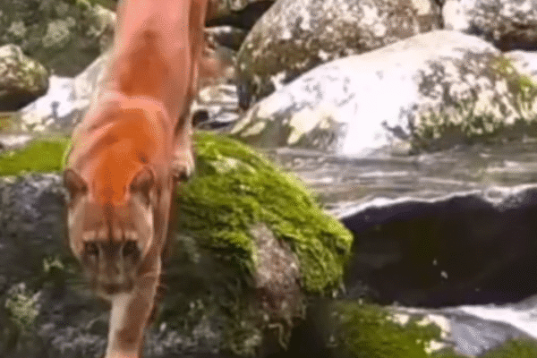 Filhote de onça parda é visto na Reserva Ecológica de Guapiaçu
