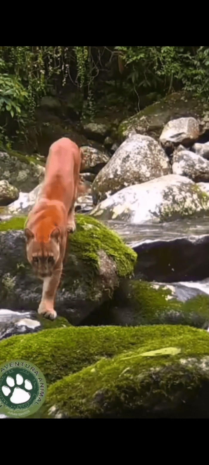 Filhote de onça parda é visto na Reserva Ecológica de Guapiaçu