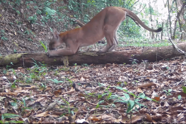Onça parda é avistada afiando unhas em mata entre Cachoeiras de Macacu e Nova Friburgo