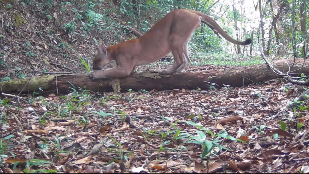Onça parda é avistada afiando unhas em mata entre Cachoeiras de Macacu e Nova Friburgo