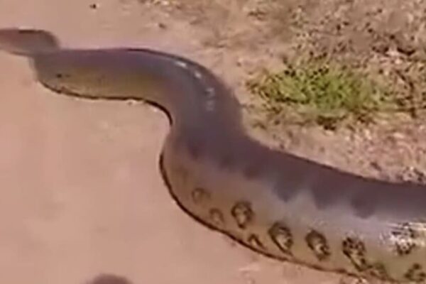 Sucuri Gigante flagrada no Maranhão tem reação engraçada de motorista de caminhão e cena viraliza na internet