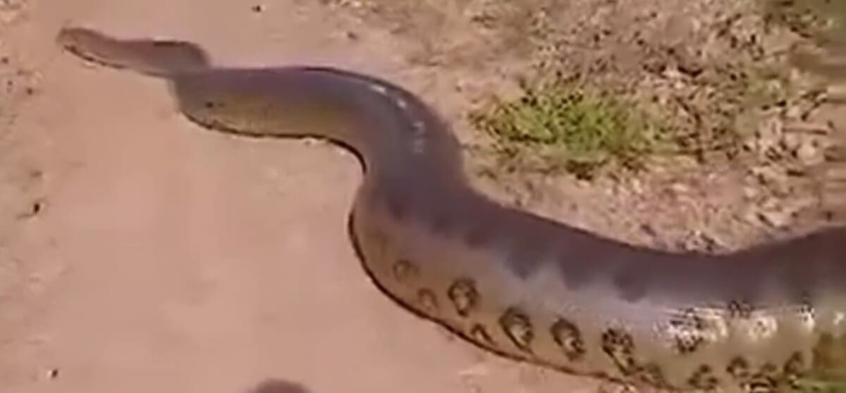 Sucuri Gigante flagrada no Maranhão tem reação engraçada de motorista de caminhão e cena viraliza na internet