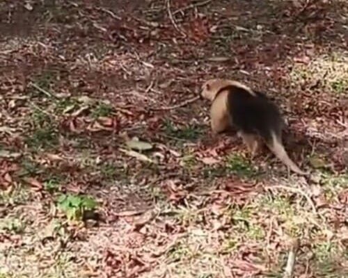 Tamanduá mirim aparece em Nova Friburgo e registro é muito comemorado por ambientalistas