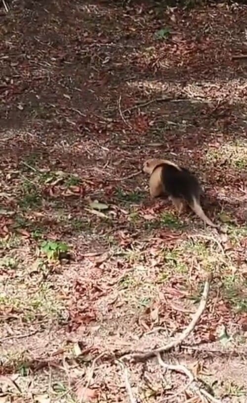 Tamanduá mirim aparece em Nova Friburgo e registro é muito comemorado por ambientalistas