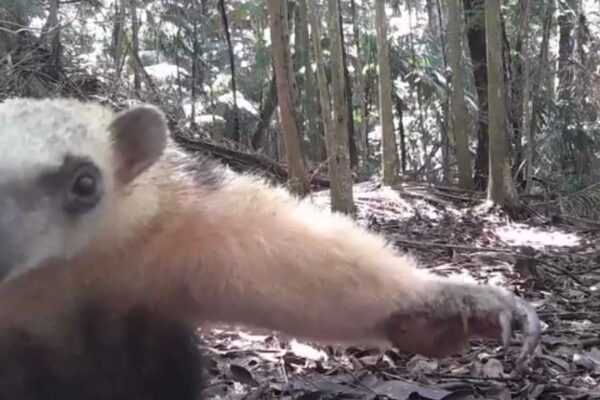 Tamanduá-mirim é flagrado em reserva ecológica de Lumiar, em Nova Friburgo