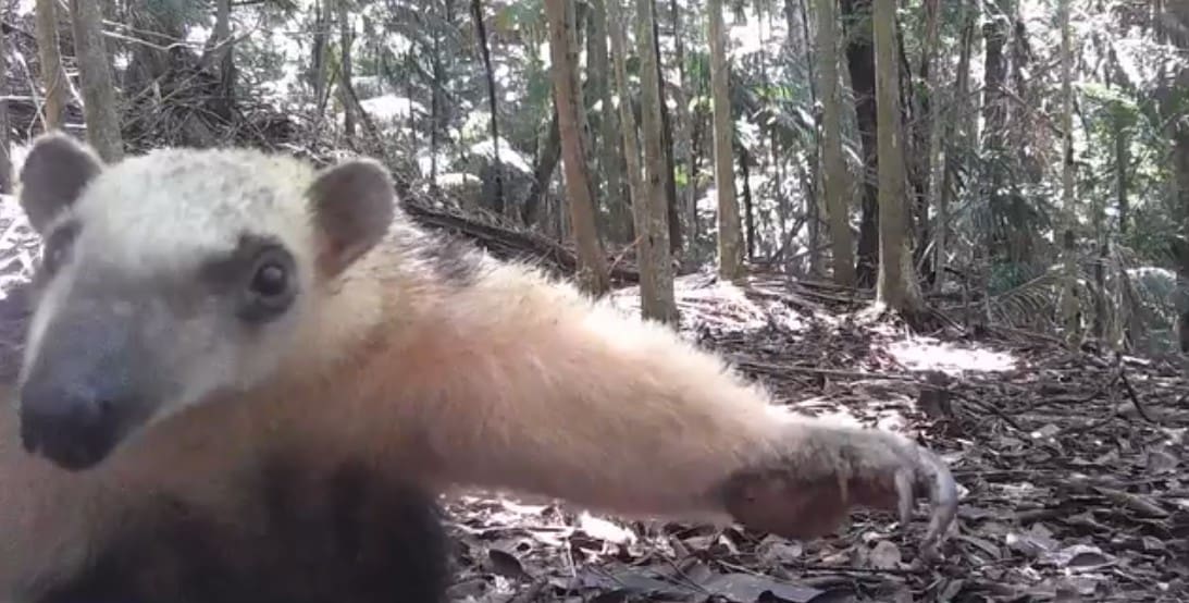 Tamanduá-mirim é flagrado em reserva ecológica de Lumiar, em Nova Friburgo