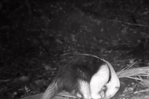 Tamanduá-mirim é flagrado em Cachoeiras de Macacu se alimentando