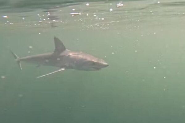 Tubarão Mako filmado na Praia de Ipanema e Ilha das Cagarras no Rio de Janeiro — Foto Reprodução Macau Dive