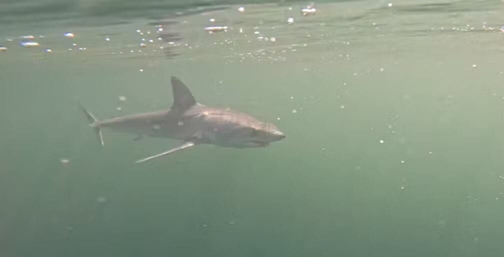 Tubarão Mako filmado na Praia de Ipanema e Ilha das Cagarras no Rio de Janeiro — Foto Reprodução Macau Dive