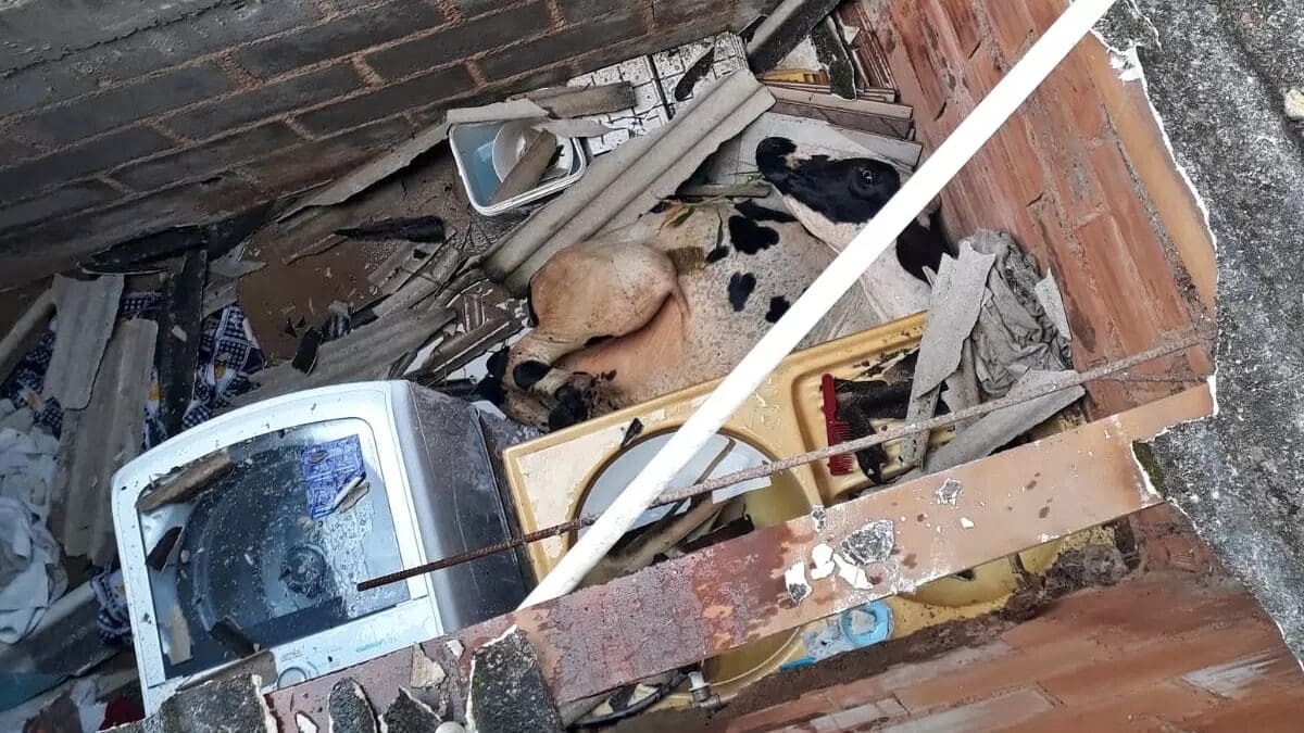 Vaca cai do telhado em Cordeiro-RJ