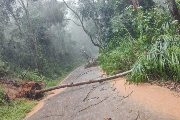 Árvore cai na subida do Catarcione, em Nova Friburgo
