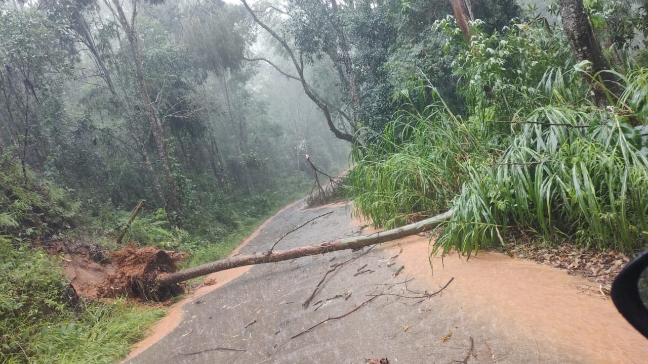 Árvore cai na subida do Catarcione, em Nova Friburgo