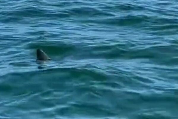 A ponta dorsal de um tubarão é vista saindo da água na Praia da Barra da Tijuca, no Rio de Janeiro.
