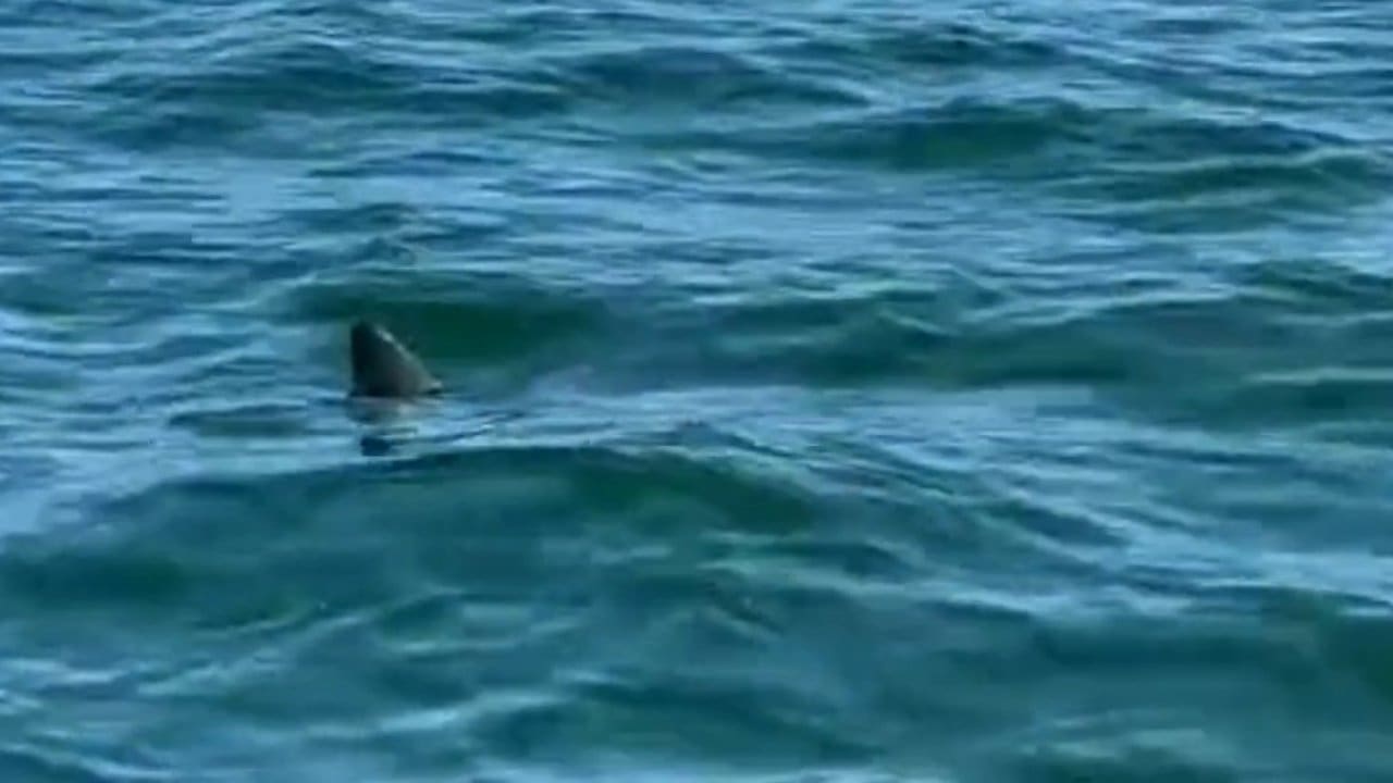 A ponta dorsal de um tubarão é vista saindo da água na Praia da Barra da Tijuca, no Rio de Janeiro.