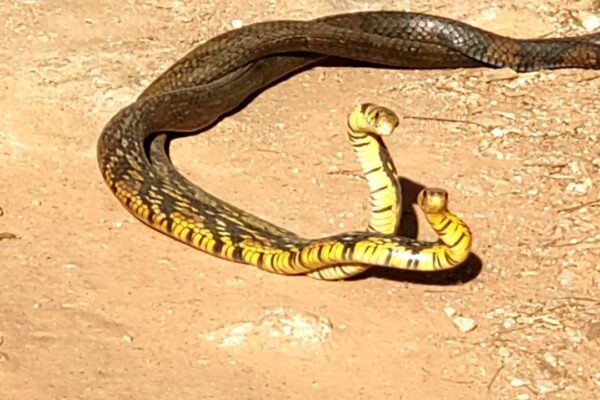 Acasalamento de cobras caninanas em Nova Friburgo, Rio de Janeiro.