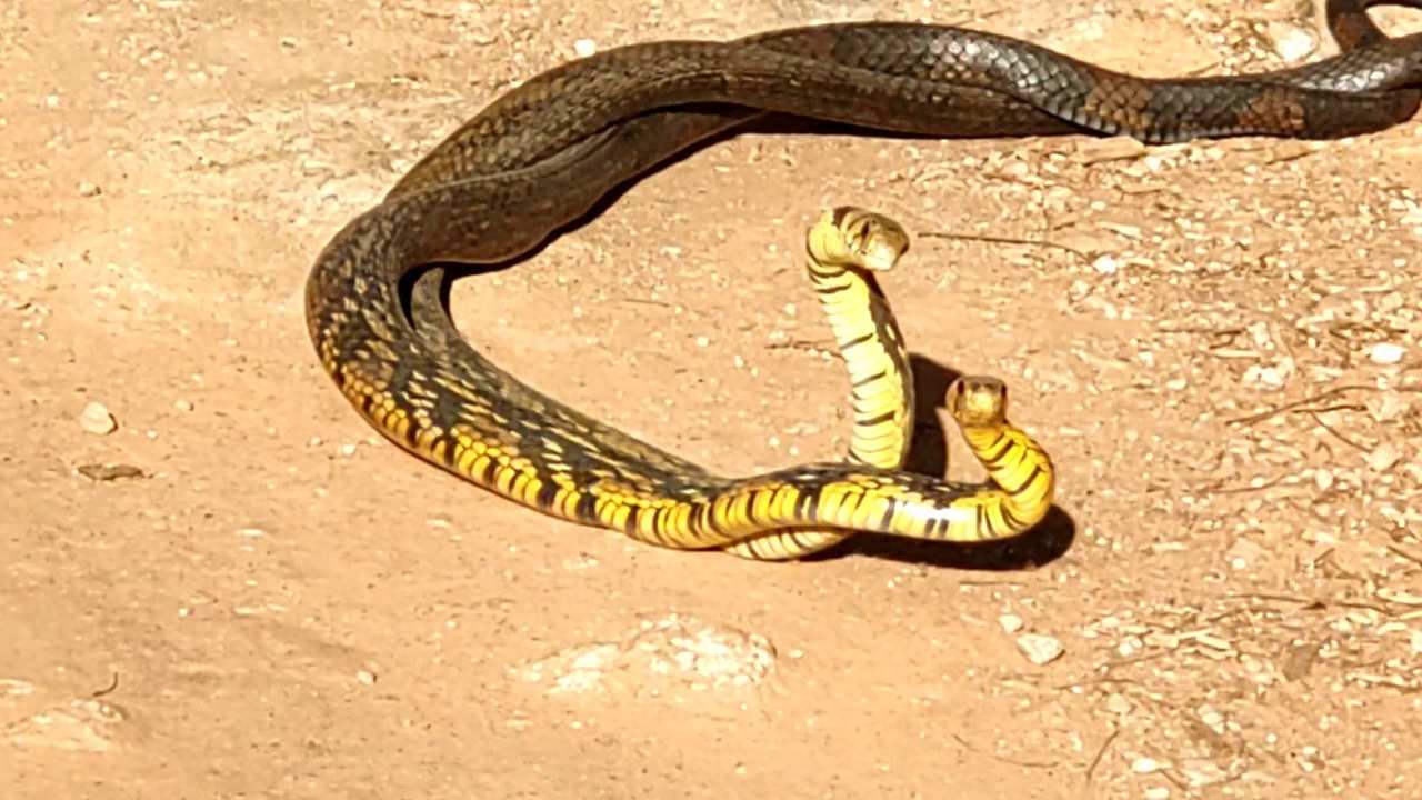Acasalamento de cobras caninanas em Nova Friburgo, Rio de Janeiro.