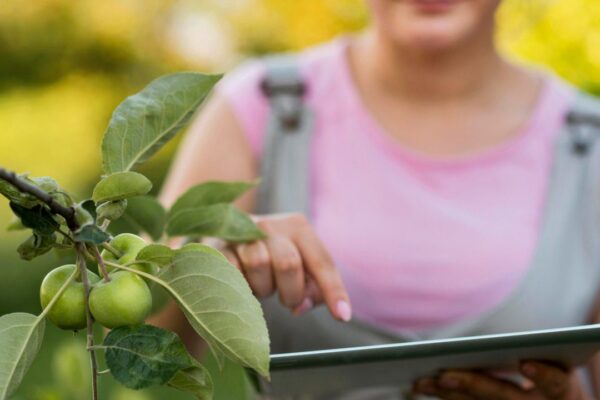Agricultora com tablet inspecionando pomar de maçãs verdes em Nova Friburgo.