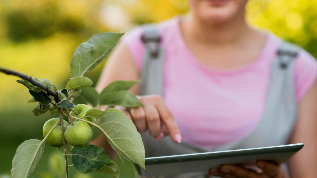 Agricultora com tablet inspecionando pomar de maçãs verdes em Nova Friburgo.