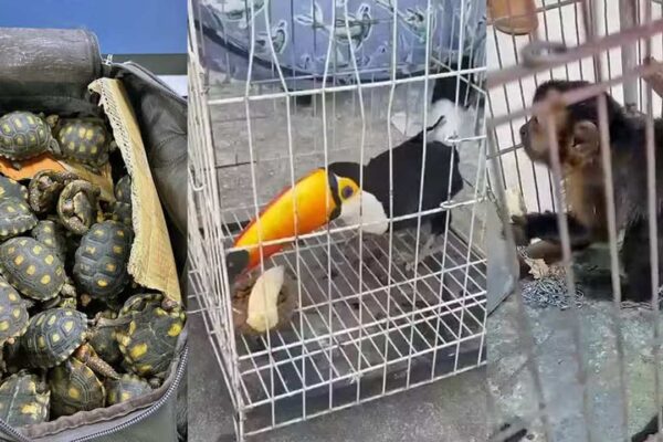 Animais resgatados na Operação São Francisco: tartarugas, tucano e macaco em gaiolas.
