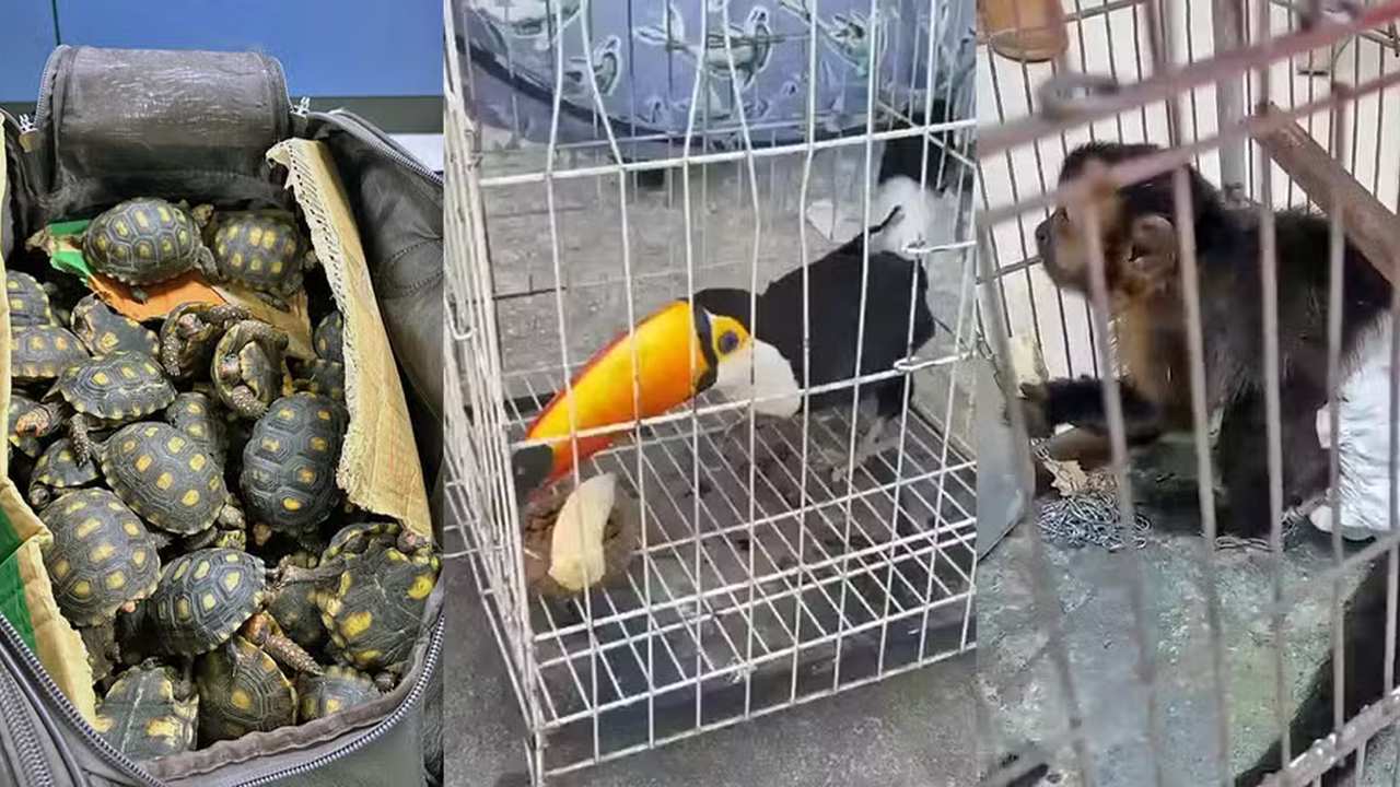 Animais resgatados na Operação São Francisco: tartarugas, tucano e macaco em gaiolas.