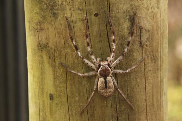 Aranha-caçadora em tronco de madeira, possivelmente perigosa