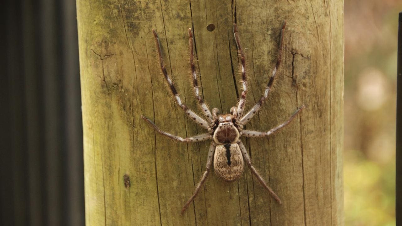 Aranha-caçadora em tronco de madeira, possivelmente perigosa