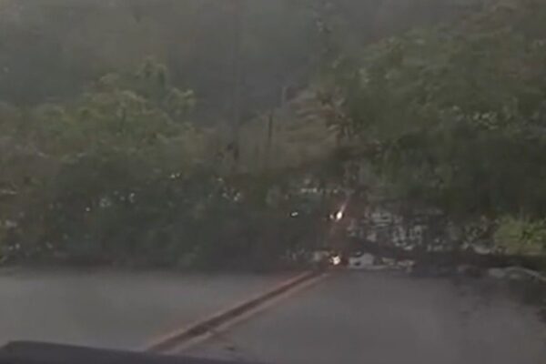 Árvore caída bloqueando estrada durante forte chuva na RJ-142, em Sana.