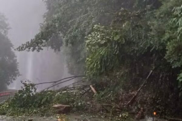 Árvore caída bloqueando estrada na Rio-Teresópolis durante chuva.